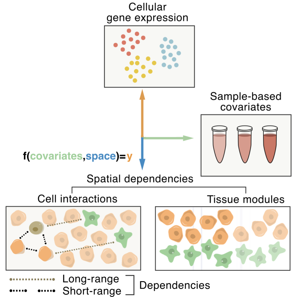 Spatial Components of Tissue Variation